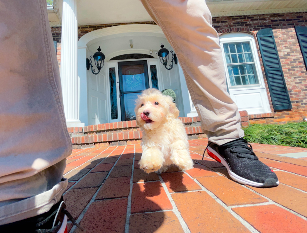 Havapoo Puppy for Adoption