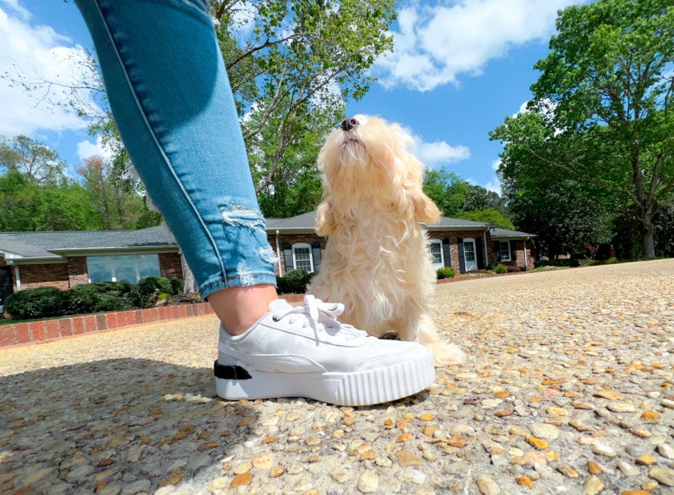 Cute Havapoo Poodle Mix Pup