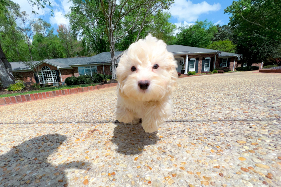 Havapoo Pup Being Cute