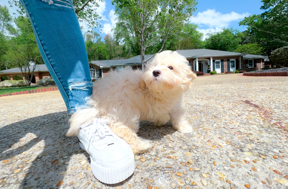 Cute Havapoo Baby