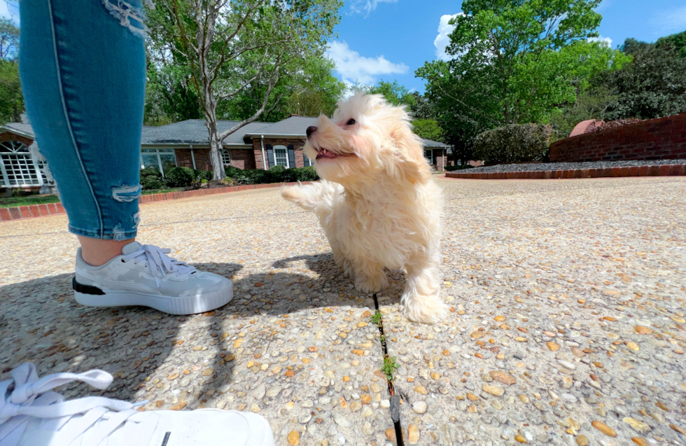 Havapoo Pup Being Cute