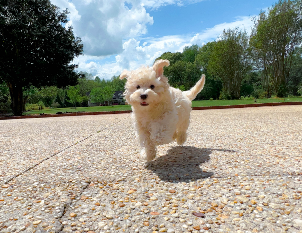 Cute Havapoo Poodle Mix Pup