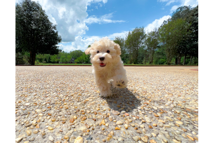 Cute Havapoo Poodle Mix Pup