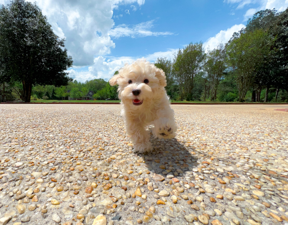 Cute Havapoo Poodle Mix Pup