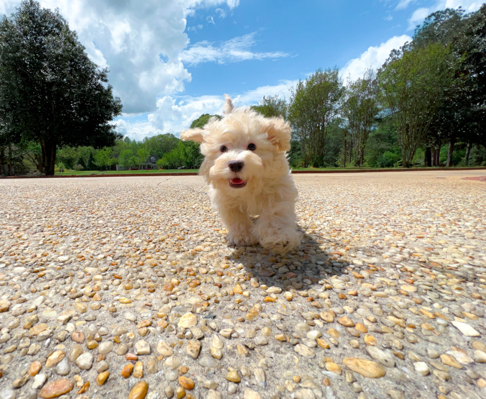 Havapoo Pup Being Cute
