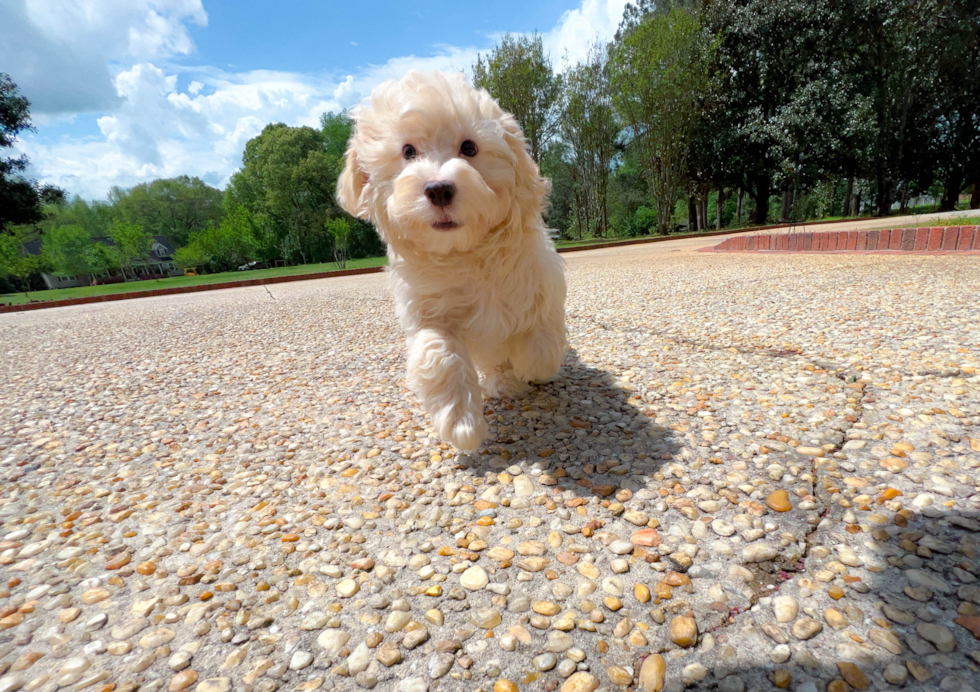 Havapoo Pup Being Cute