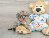 6 week old Havapoo Puppy For Sale - Simply Southern Pups