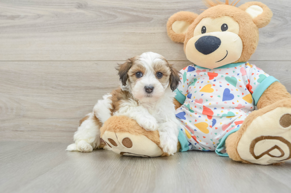 6 week old Havapoo Puppy For Sale - Simply Southern Pups