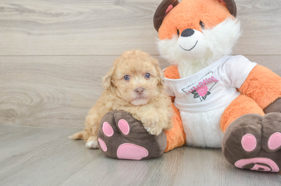 6 week old Havapoo Puppy For Sale - Simply Southern Pups
