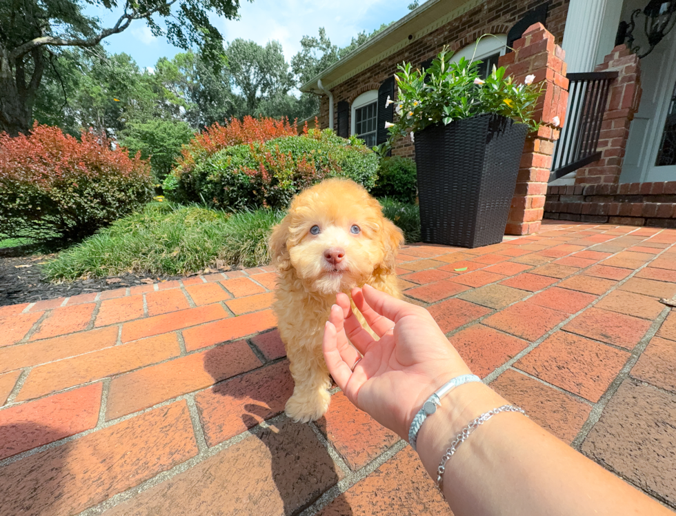 Best Havapoo Baby