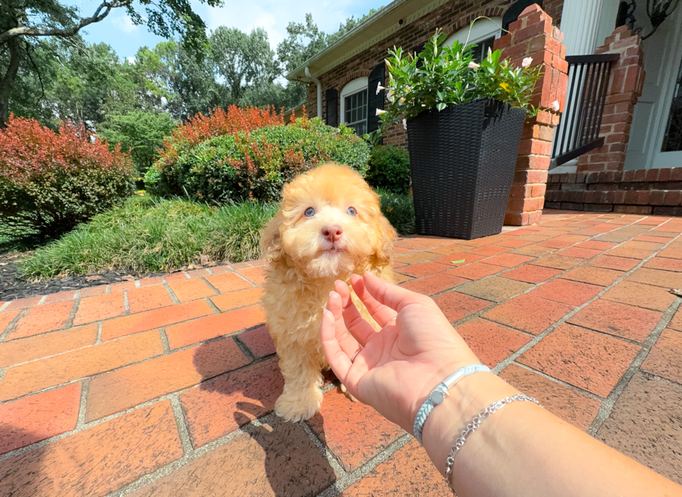 Best Havapoo Baby