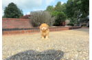 Cute Havapoo Poodle Mix Pup