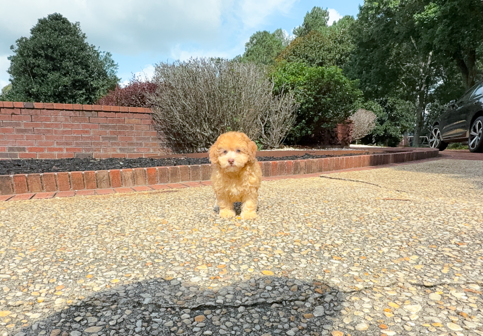 Cute Havapoo Poodle Mix Pup
