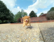 10 week old Havapoo Puppy For Sale - Simply Southern Pups