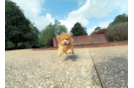 Havapoo Pup Being Cute