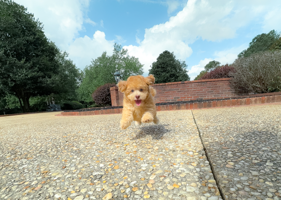 Havapoo Pup Being Cute