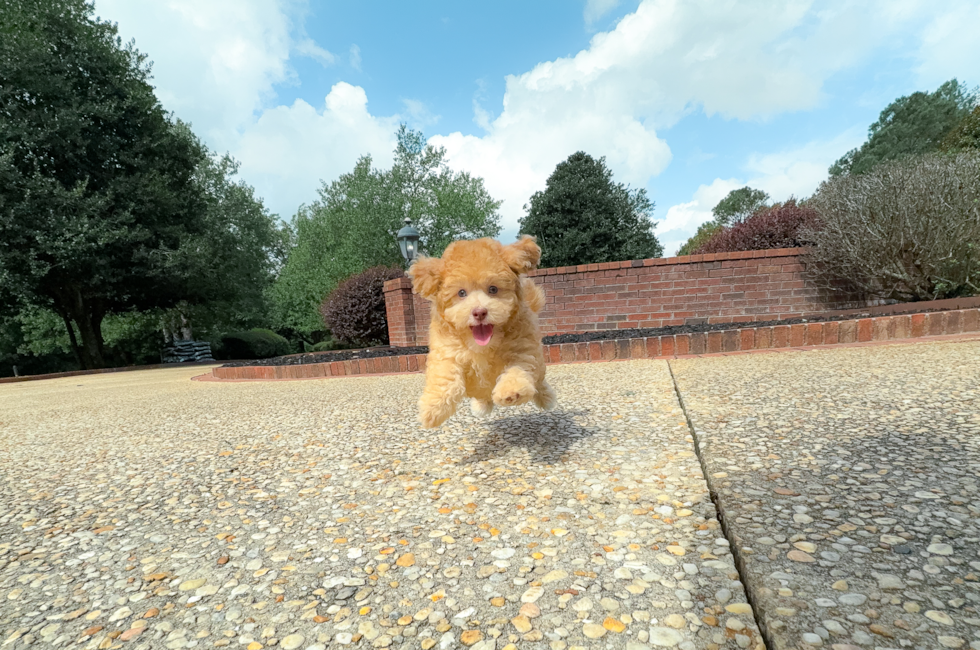 10 week old Havapoo Puppy For Sale - Simply Southern Pups