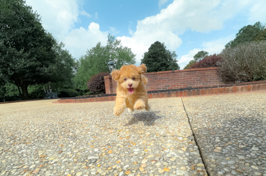 Havapoo Pup Being Cute