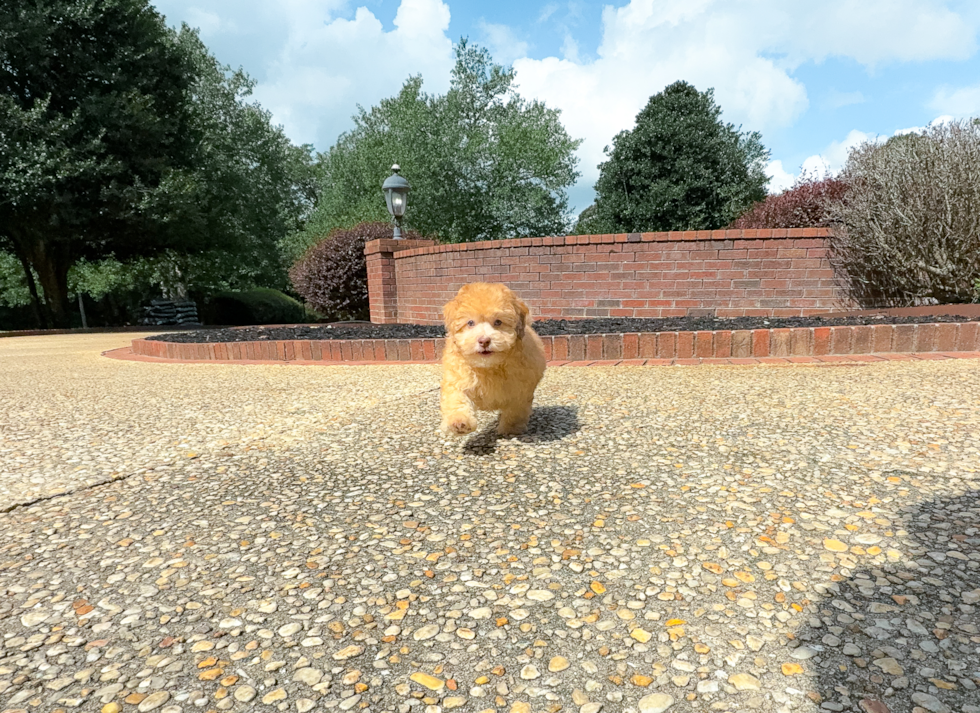 Havapoo Pup Being Cute