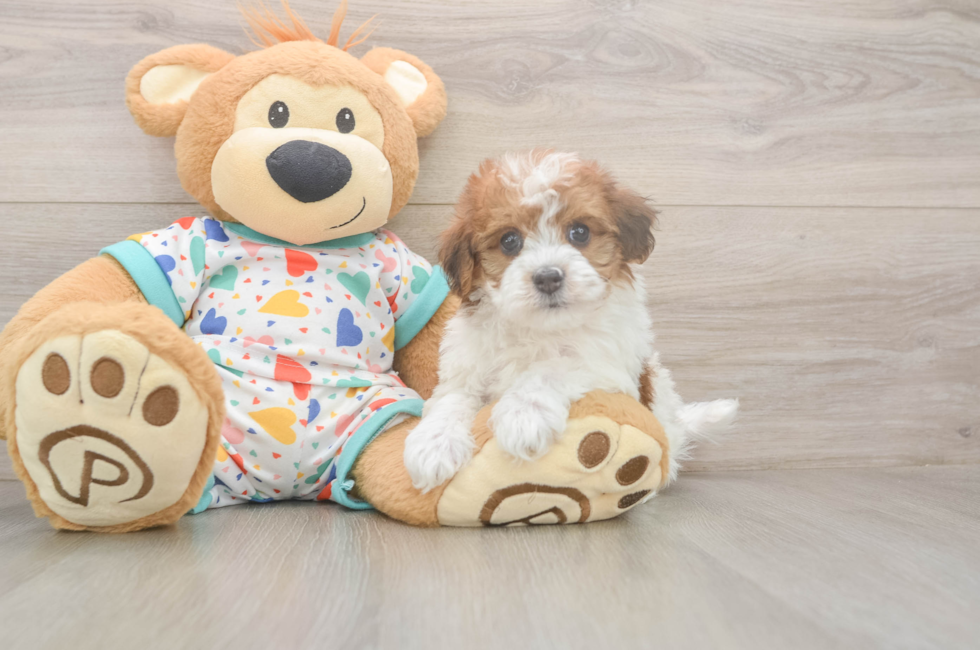 5 week old Havapoo Puppy For Sale - Simply Southern Pups