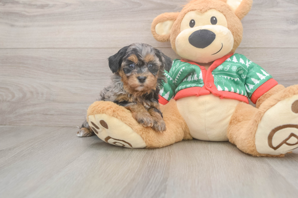 5 week old Havapoo Puppy For Sale - Simply Southern Pups