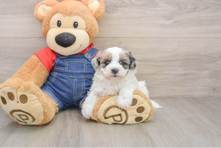 Havapoo Pup Being Cute