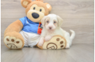 Cute Havapoo Baby