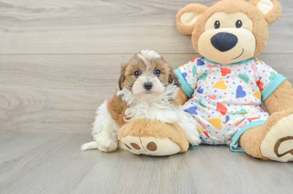 6 week old Havapoo Puppy For Sale - Simply Southern Pups