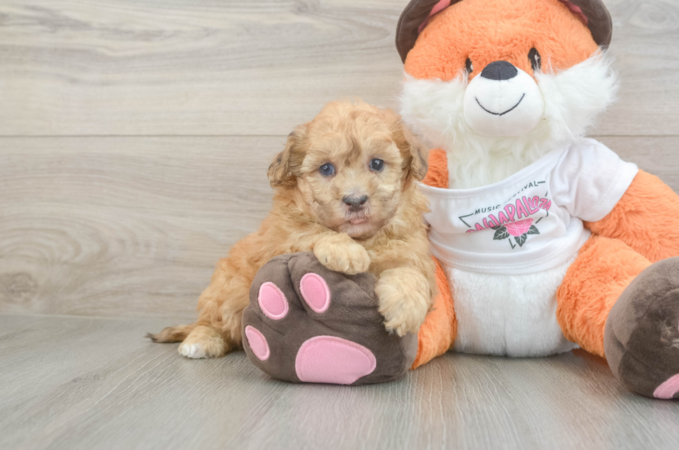 6 week old Havapoo Puppy For Sale - Simply Southern Pups