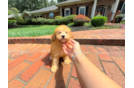 Havapoo Pup Being Cute