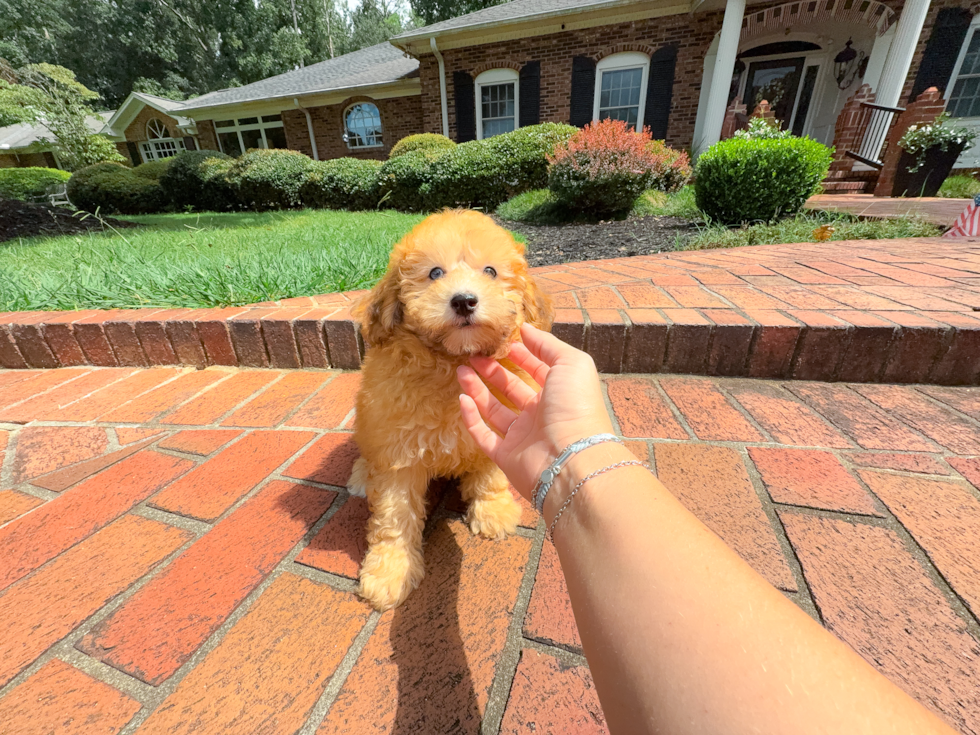 Havapoo Pup Being Cute