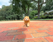 10 week old Havapoo Puppy For Sale - Simply Southern Pups