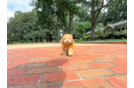 Cute Havapoo Baby