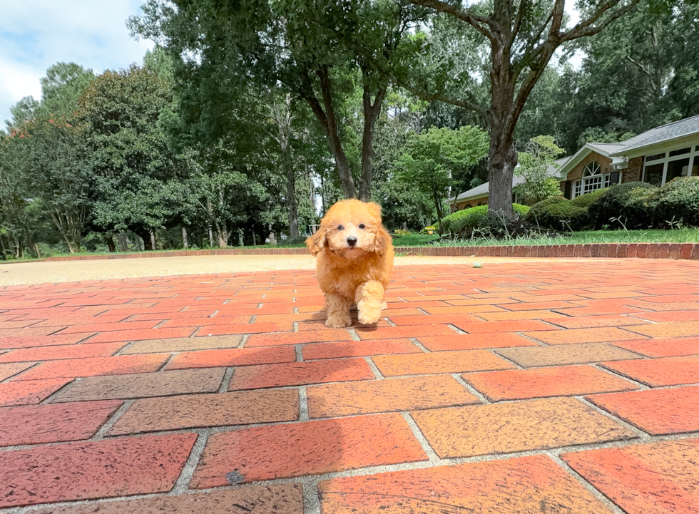 Cute Havapoo Baby