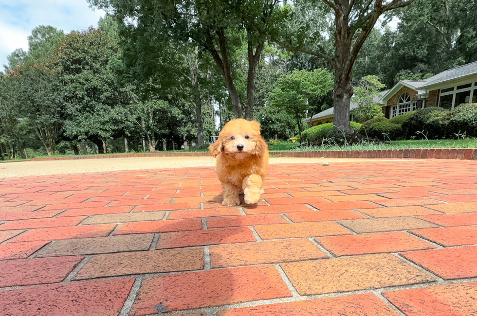 10 week old Havapoo Puppy For Sale - Simply Southern Pups