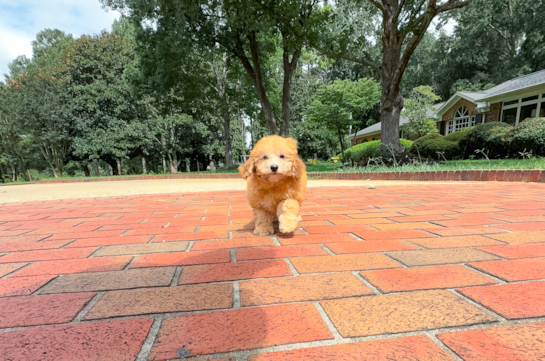 Cute Havapoo Baby