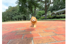 Havapoo Puppy for Adoption
