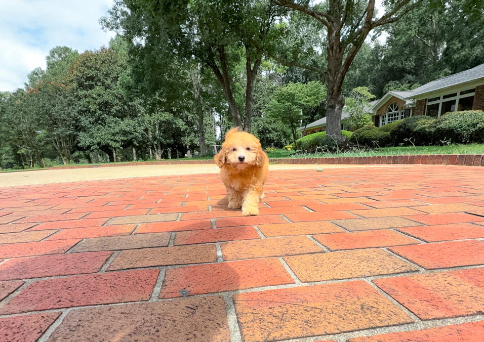 Havapoo Puppy for Adoption