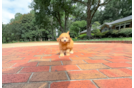 Havapoo Pup Being Cute