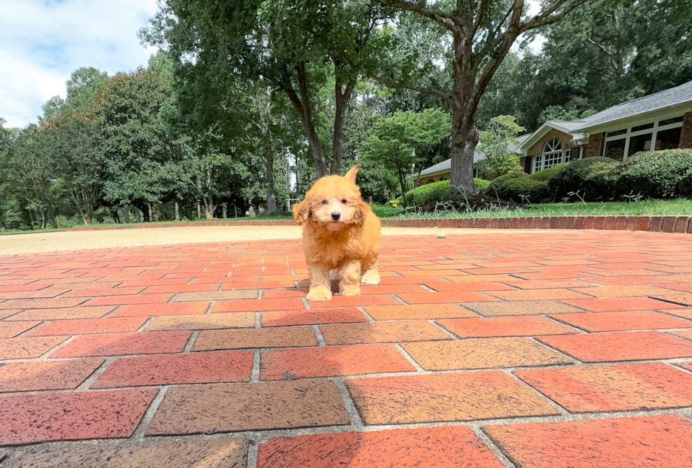 Havapoo Pup Being Cute