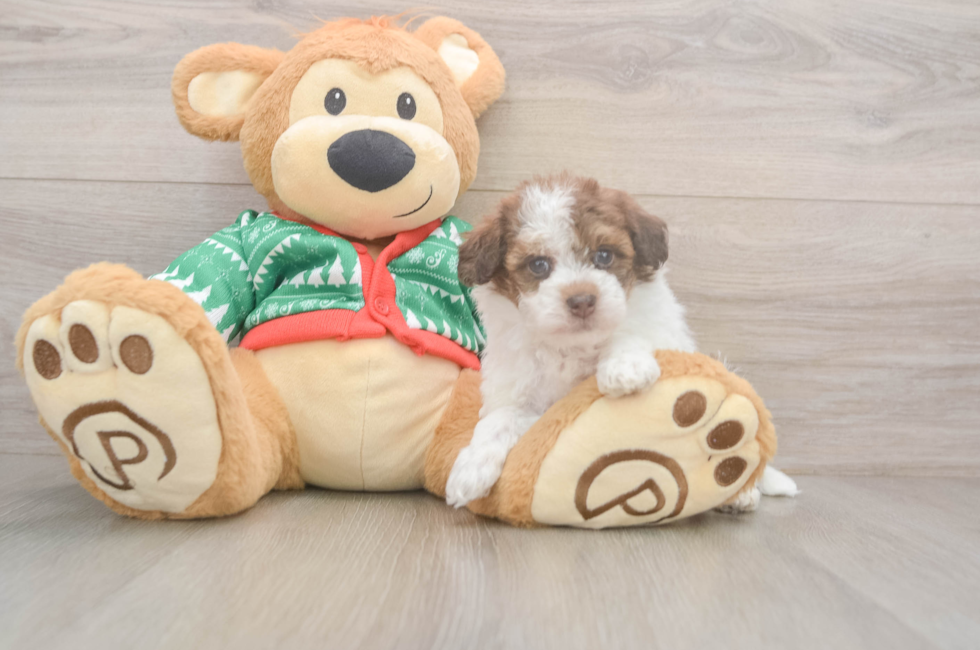 5 week old Havapoo Puppy For Sale - Simply Southern Pups