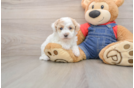 Little Havadoodle Poodle Mix Puppy