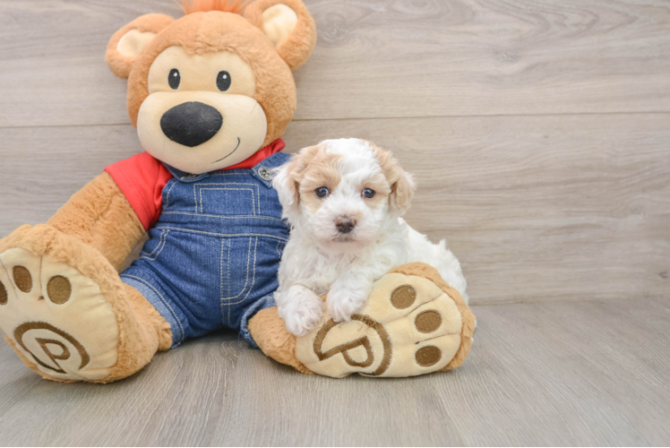 Havapoo Puppy for Adoption