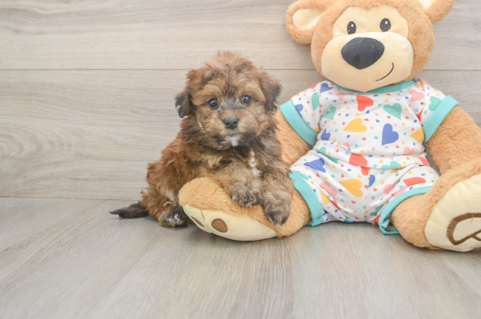 5 week old Havapoo Puppy For Sale - Simply Southern Pups