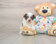 7 week old Havapoo Puppy For Sale - Simply Southern Pups