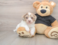 6 week old Havapoo Puppy For Sale - Simply Southern Pups