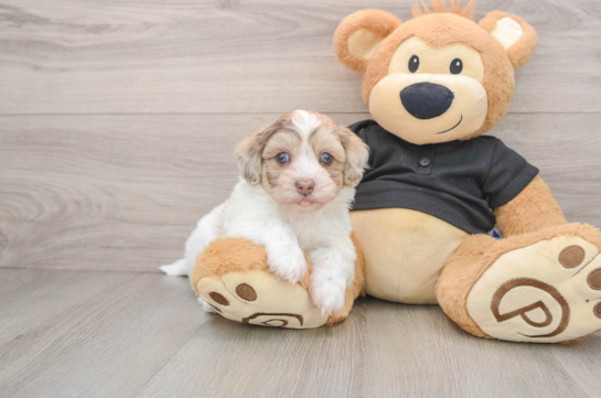 Havapoo Puppy for Adoption
