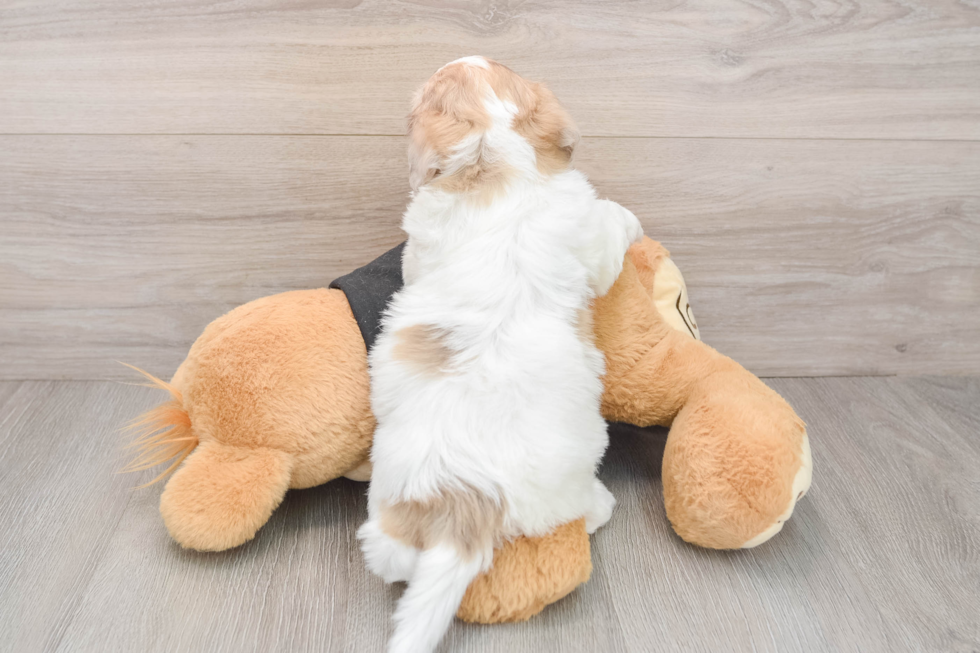 Friendly Havapoo Baby