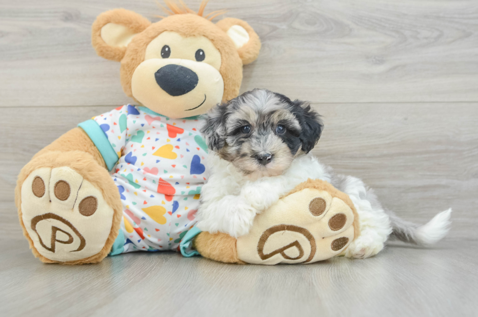 6 week old Havapoo Puppy For Sale - Simply Southern Pups