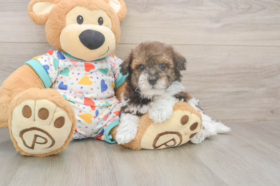 5 week old Havapoo Puppy For Sale - Simply Southern Pups